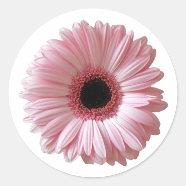 Pink Daisy Gerbera Classic Round Sticker (Front)