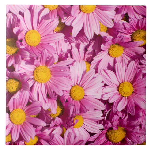 Pink daisy pattern tile (Front)