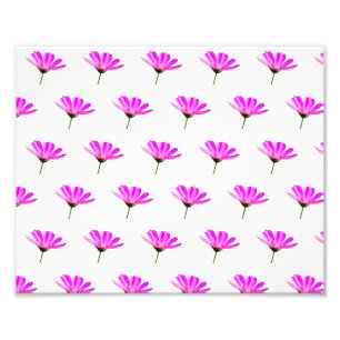 Pink Daisy Photo Print