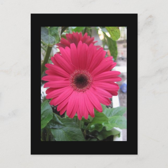 Pink Daisy Postcard (Front)