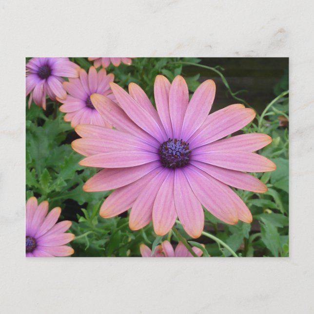 Pink Daisy Postcard (Front)