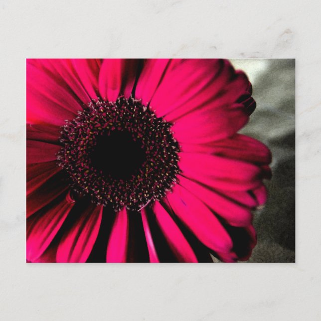Pink Daisy Postcard (Front)