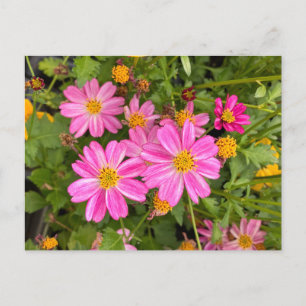 Pink daisy postcard ©️ Diane Heller, 2023