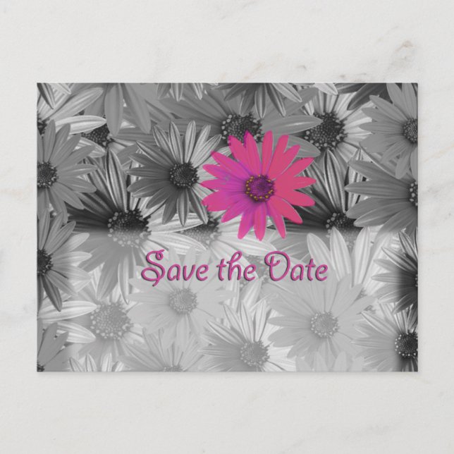 pink daisy save the date announcement postcard (Front)