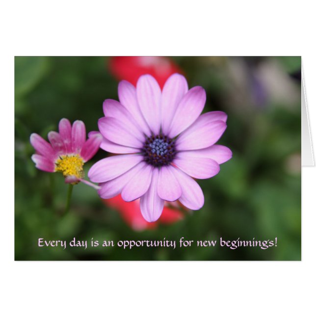 Pink daisy type flower (Front Horizontal)