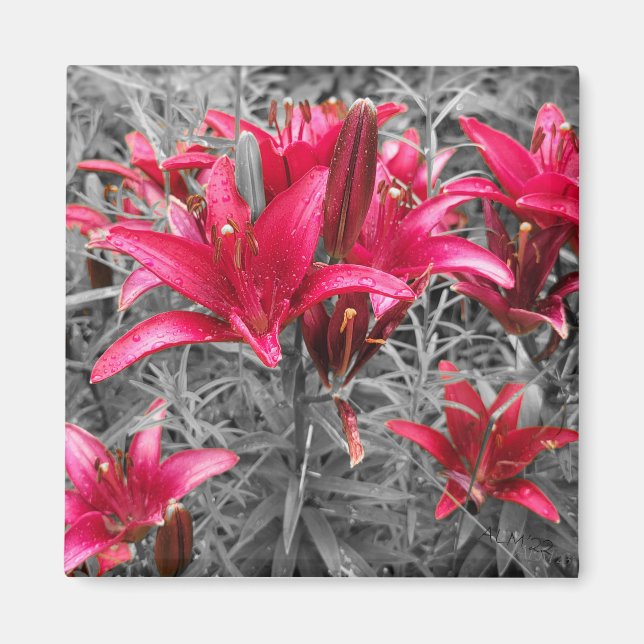 Pink Daylilies Flowers Magnet (Front)