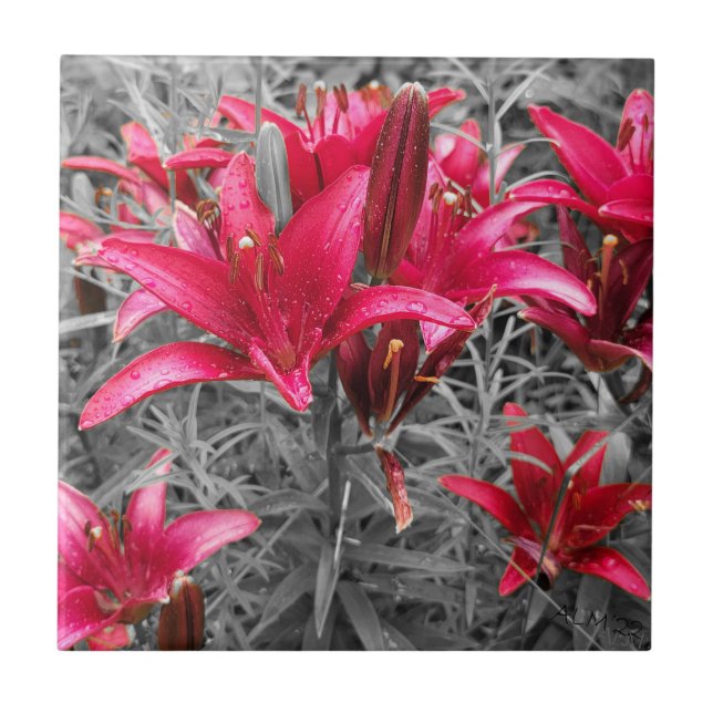 Pink Daylilies Flowers Tile (Front)