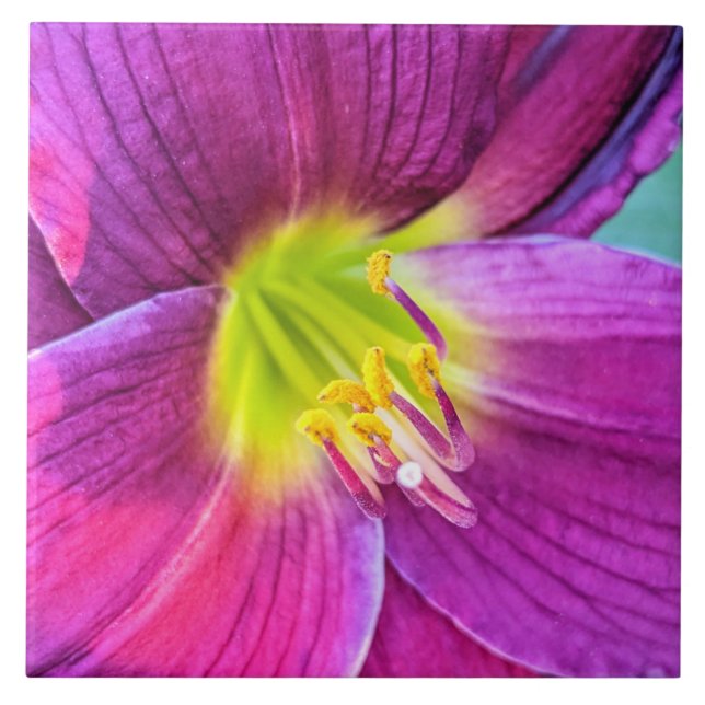 Pink Daylily Bloom Floral Tile (Front)