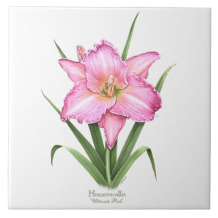 Pink Daylily Botanical Art Style Tile