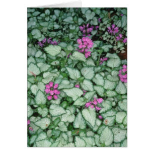 Pink Dead Nettle, (Lamium Maculatum) flowers