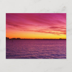 Pink Delite Postcard
