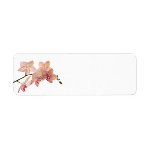 Pink Dendrobium Orchid Flower - Orchids Template