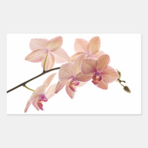 Pink Dendrobium Orchid Flower - Orchids Template Rectangular Sticker