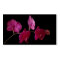 Pink Dendrobium Orchid on Black - Customised