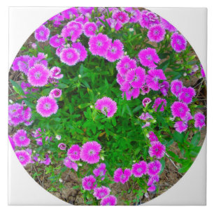 Pink Dianthus Flower Tile