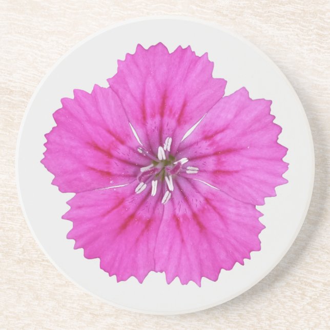 Pink Dianthus Sandstone Coaster (Front)