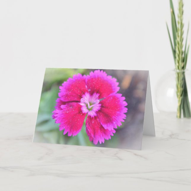 Pink Dianthus Sweet William Gertie's Garden Card (Front)