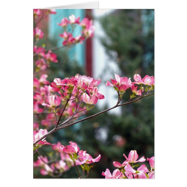 Pink Dogwood (Front)