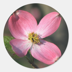 Pink Dogwood Bloom Classic Round Sticker