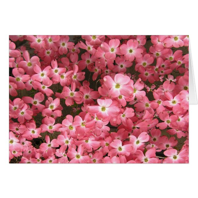 Pink Dogwood Blossoms (Front Horizontal)