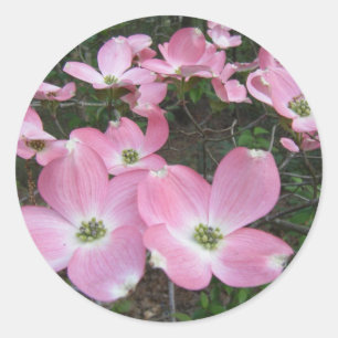Pink Dogwood Classic Round Sticker