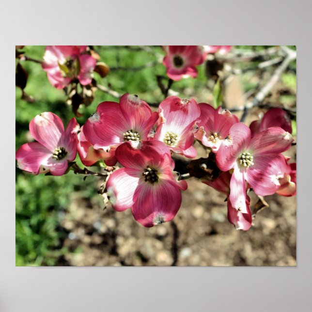 Pink Dogwood Flower Blossoms Close Up Poster (Front)