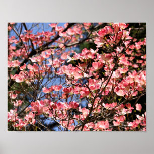 Pink Dogwood Flower Blossoms Poster