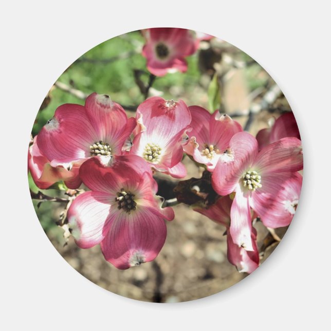 Pink Dogwood Flower Photography Magnet (Front)
