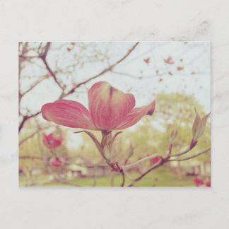 Pink Dogwood Flower Postcard