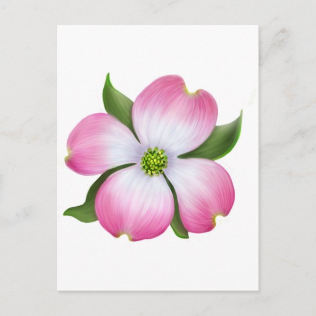 Pink Dogwood Flower Postcard (Front)