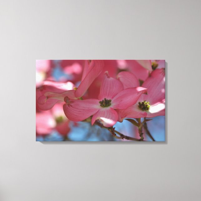 Pink Dogwood Flowers Canvas Print (Front)
