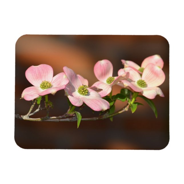 Pink Dogwood Flowers Magnet (Horizontal)
