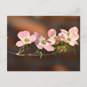 Pink Dogwood Flowers Postcard