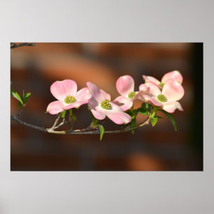 Pink Dogwood Flowers Poster
