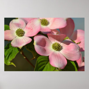 Pink Dogwood Flowers Poster
