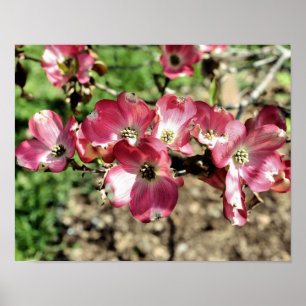 Pink Dogwood Flowers Poster