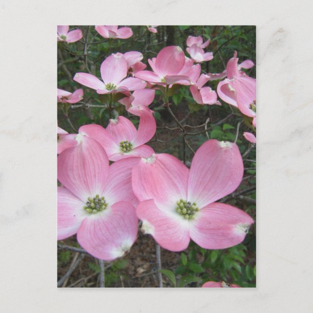 Pink Dogwood Postcard (Front)