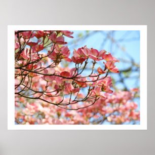 Pink Dogwood Trees Flowers art prints botanical