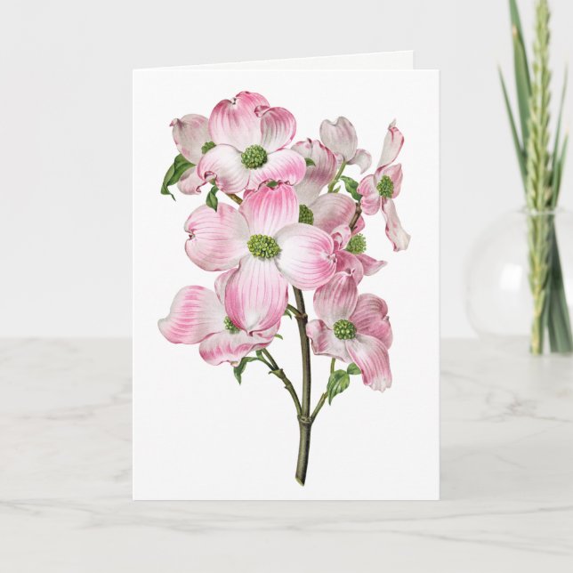 Pink Dogwood Vintage Blank Greeting Card (Front)