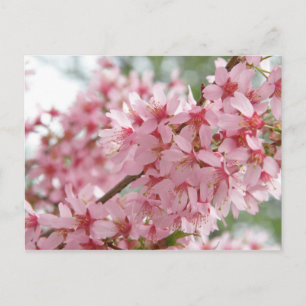 Pink Dogwoods Postcard