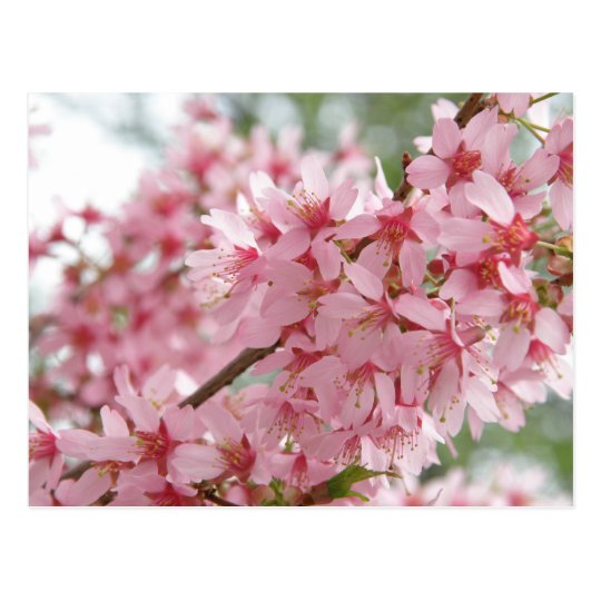 Pink Dogwoods Postcard