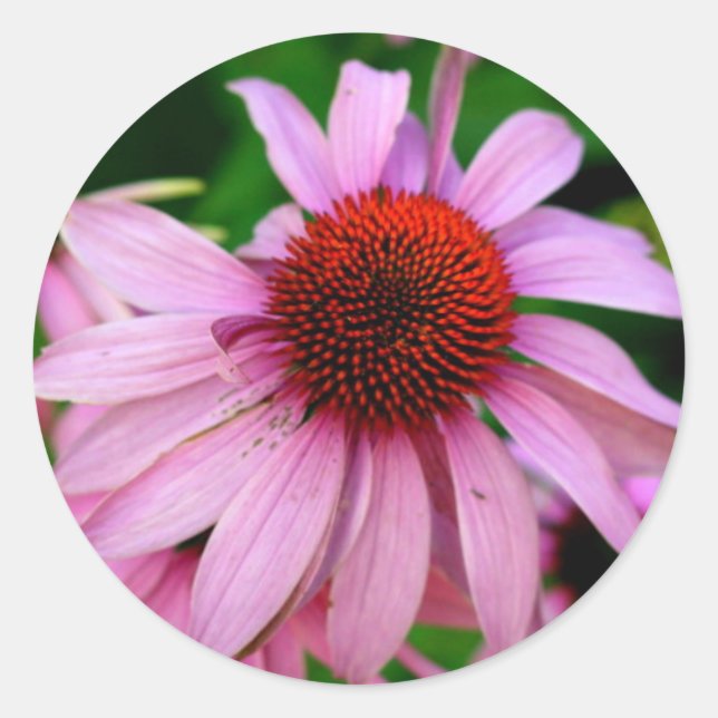 pink echinacea flower sticker (Front)