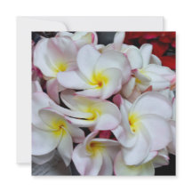 Pink‑Edged Plumeria Blossoms – Tropical Floral Not