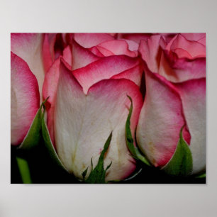 Pink Edged White Roses Poster