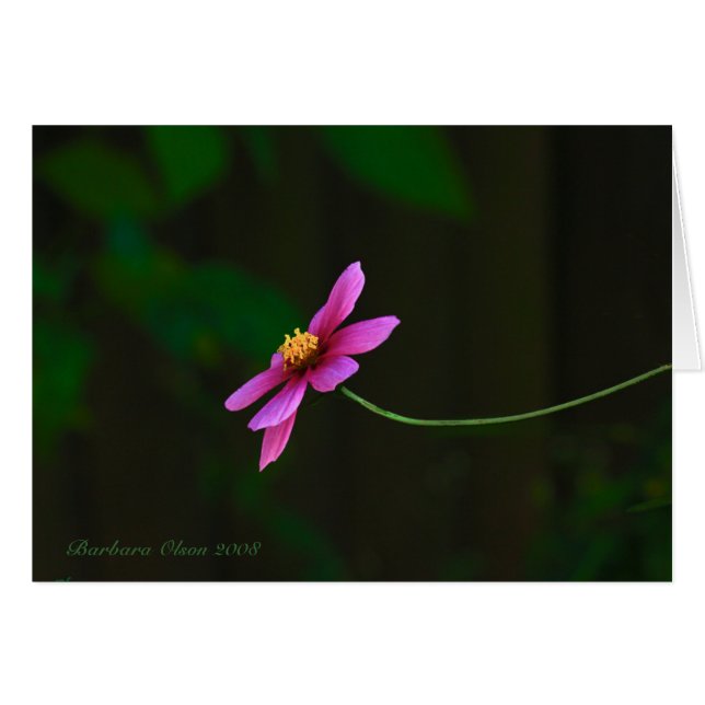 Pink elegant cosmos-flower (Front Horizontal)