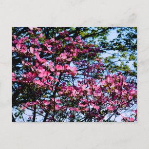 Pink elegant flowering Dogwood tree Postcard
