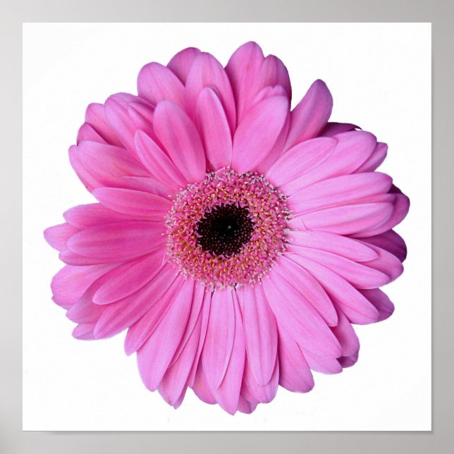 Pink Elegant Gerbera Daisy Poster (Front)