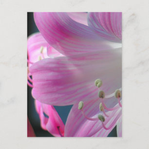 Pink Embrace Macro Flower Postcard