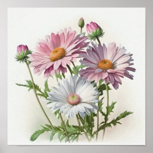 Pink English Daisy Flower Art Print Poster