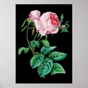 Pink English rose black background poster